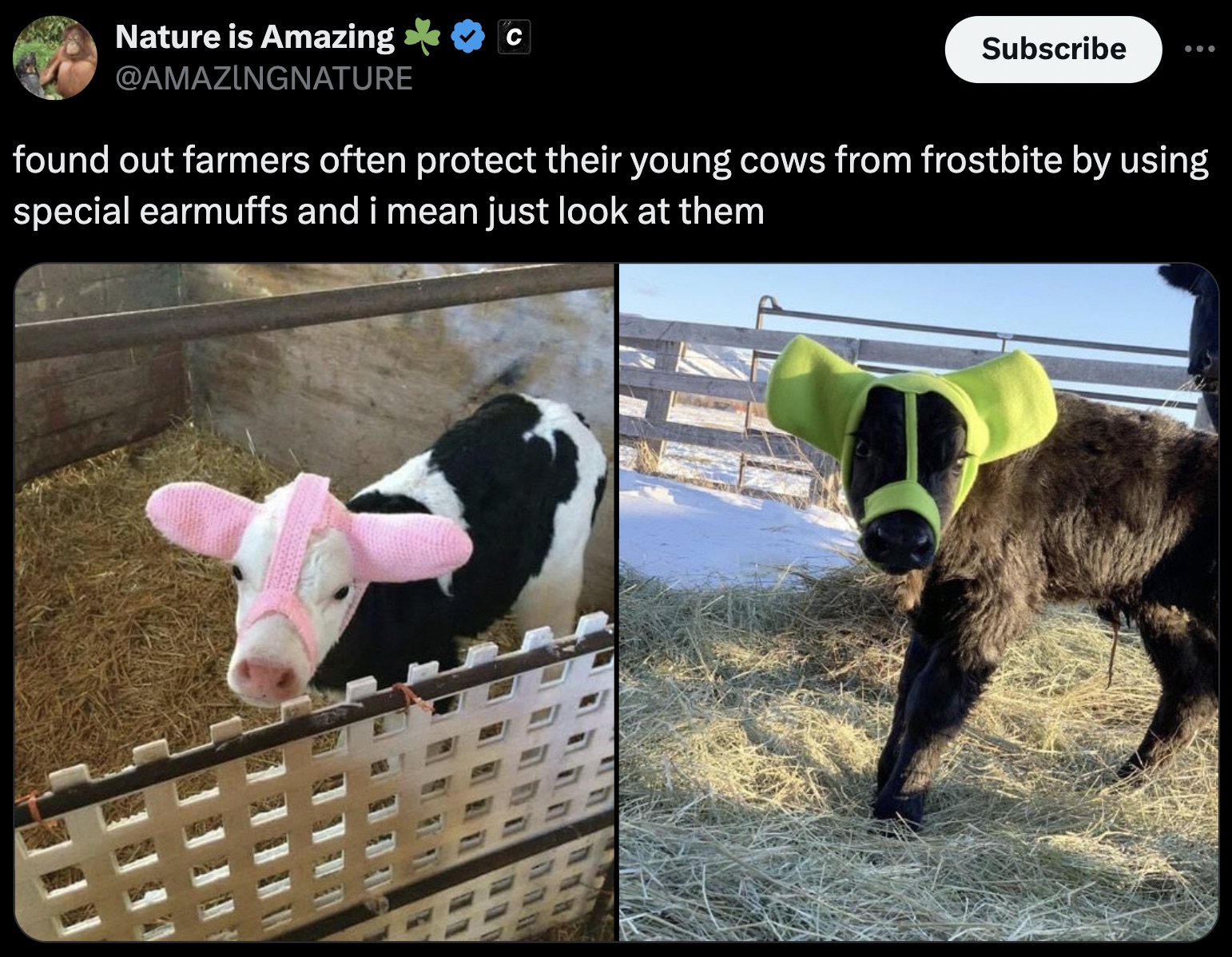 cows with earmuffs - Nature is Amazing Subscribe found out farmers often protect their young cows from frostbite by using special earmuffs and i mean just look at them